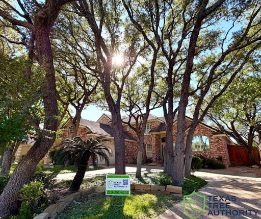Tree Pruning and Trimming in San Antonio, TX