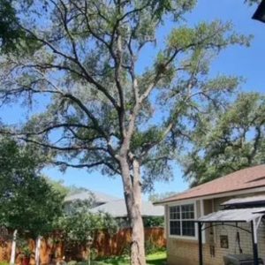 Tree Removal San Antonio