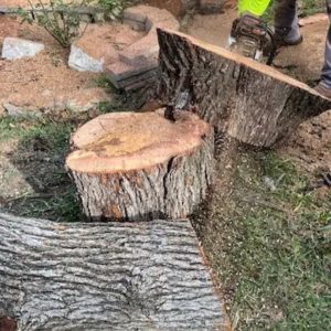 Tree Removal Service San Antonio