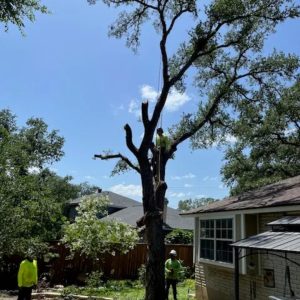 Tree Removal Service in San Antonio