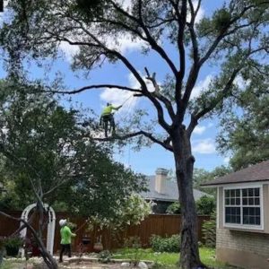 Tree Removal in San Antonio