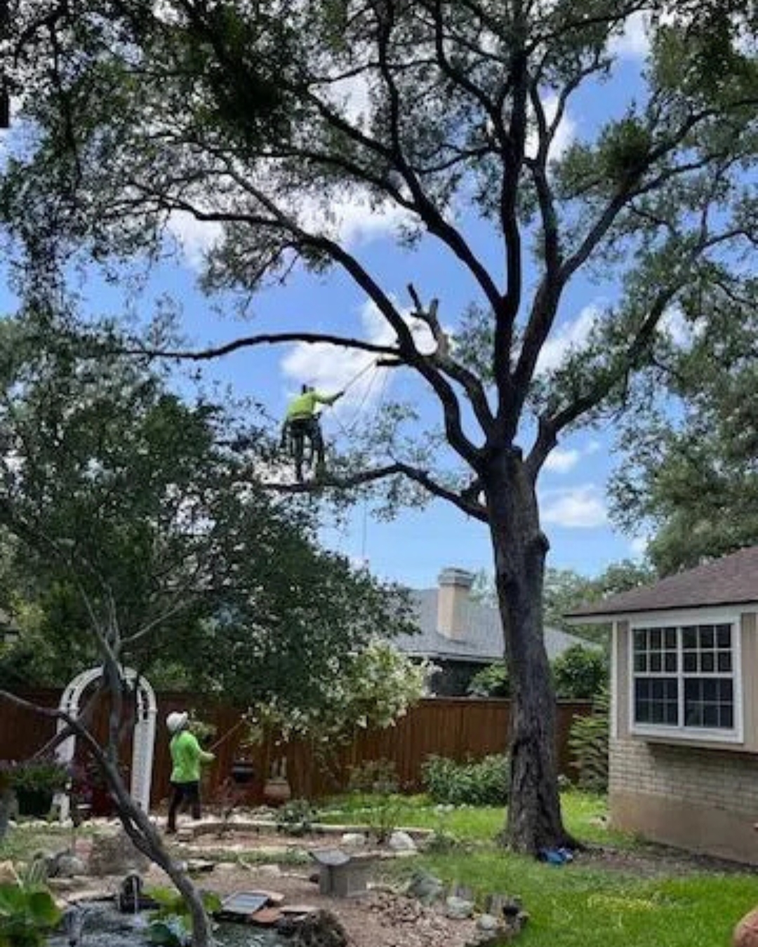 Tree Removal in San Antonio