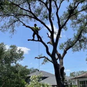 San Antonio Tree Removal Services