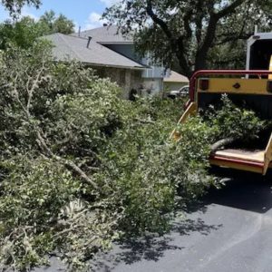 Tree Removal Service in San Antonio, TX
