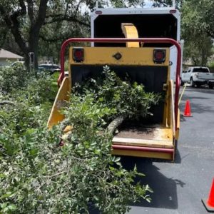 Tree Removal in San Antonio, TX