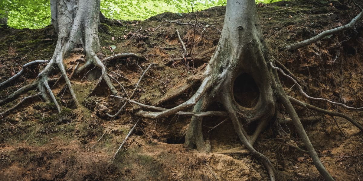 do tree roots die after stump grinding