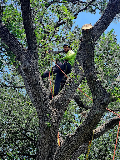 Tree Removal in Spring Branch