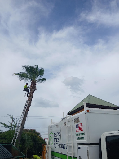 Tree Trimming in Boerne