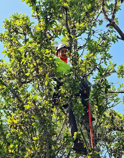 Tree Trimming in San Antonio