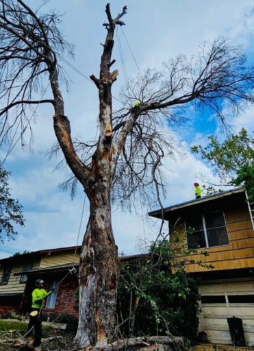 tree removal in Bulverde TX
