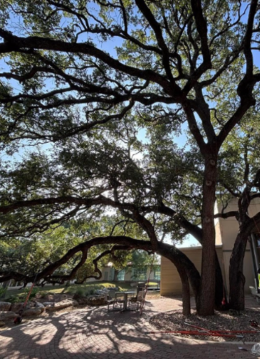 Texas Tree Authority crew member on a ladder pruning large oak branches above a brick patio and seating area beside a home during tree trimming in Canyon Lake, TX